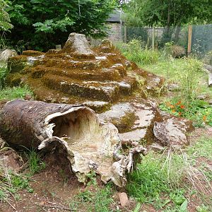 Short-beaked echidna enclosure, July 2020