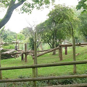 Mandrill enclosure, July 2020