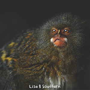 pygmy marmoset