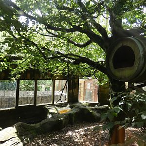 Indochinese Binturong enclosure