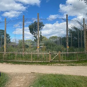 Tiger enclosure grown up