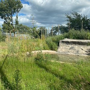 Tiger enclosure green