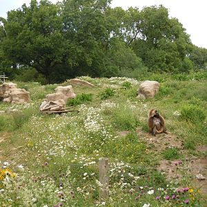 Gelada enclosure 290620