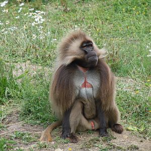 Gelada 290620