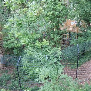 Bear Wood - Eurasian lynx enclosure 290620