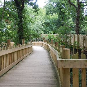 Bear Wood walkways 290620