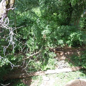Bear Wood - Eurasian wolverine enclosure 290620