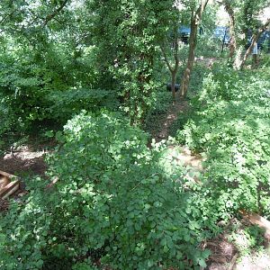 Bear Wood - Eurasian wolverine enclosure 290620