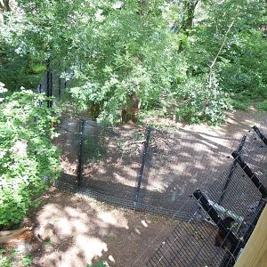 Bear Wood - Eurasian wolverine enclosure 290620