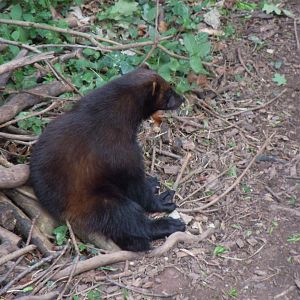 Bear Wood - Eurasian wolverine 290620
