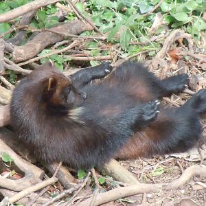 Bear Wood - Eurasian wolverine 290620