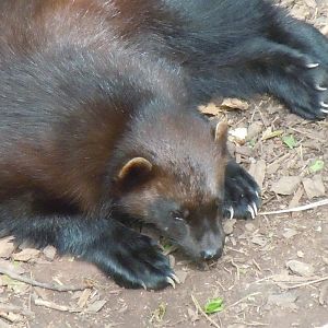 Bear Wood - Eurasian wolverine 290620