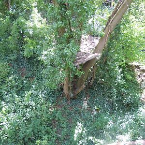 Bear Wood - Eurasian lynx enclosure 290620