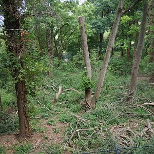 Bear Wood - European brown bear/Eurasian wolf enclosure 290620