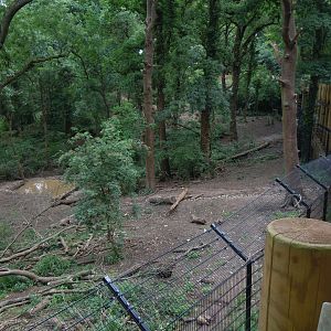 Bear Wood - European brown bear/Eurasian wolf enclosure 290620