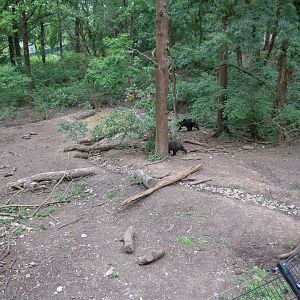 Bear Wood - European brown bear/Eurasian wolf enclosure 290620