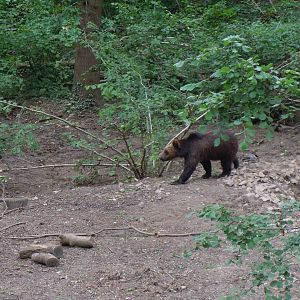 Bear Wood - European brown bear 290620