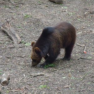 Bear Wood - European brown bear 290620