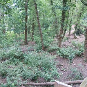 Bear Wood - European brown bear/Eurasian wolf enclosure 290620