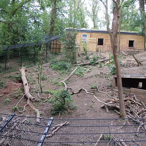 Bear Wood - European brown bear/Eurasian wolf enclosure 290620