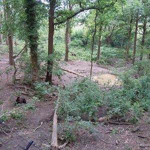 Bear Wood - European brown bear/Eurasian wolf enclosure 290620