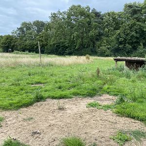 Cheetah enclosure 290620