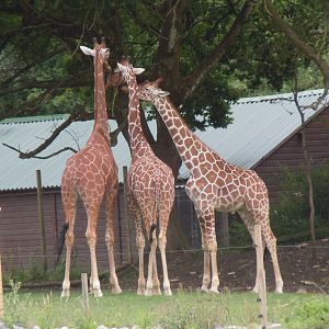 Benoue National Park - Giraffes 290620
