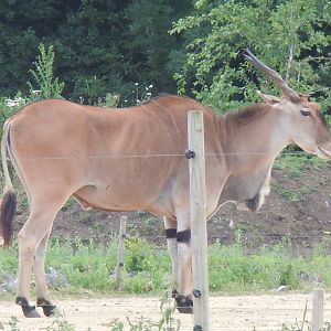 Benoue National Park - Common eland 290620
