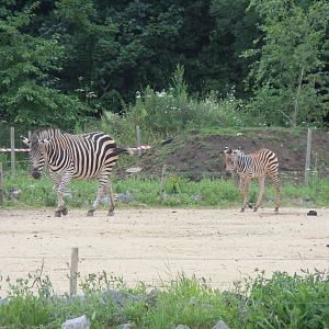 Benoue National Park - Grant's zebras 290620