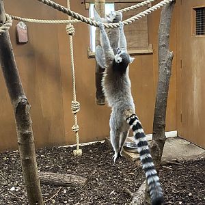 Discover Madagascar - Ring-tailed lemurs 290620