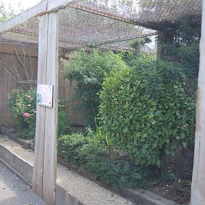 Walled Garden - Socorro dove aviary 290620