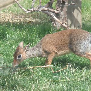 Walled Garden - Kirk's dik-dik 290620