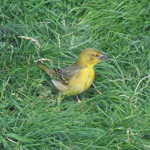 Walled Garden - Black-headed weaver 290620