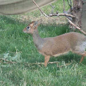 Walled Garden - Kirk's dik-dik 290620