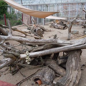 Walled Garden - Meerkat exhibit outdoors 290620