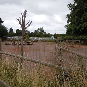 Domestic reindeer exhibit 290620