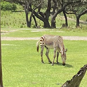 Hartmann’s mountain zebra (Equus zebra hartmannae)