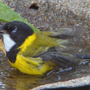 Golden whistler bathing.
