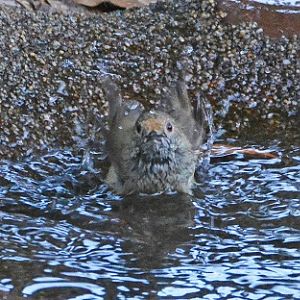 Brown thornbill bathing.