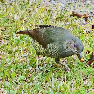 Female satin bowerbird.