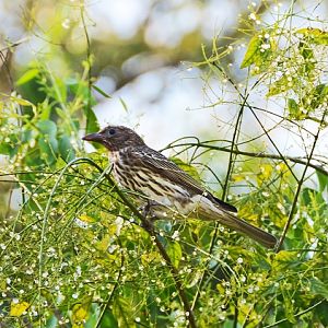 Female figbird.