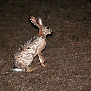 Abyssinian hare (Lepus habessinicus)