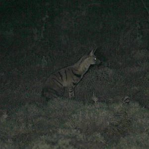 East African aardwolf (Proteles cristata septentrionalis)