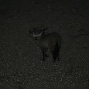 bat-eared fox (Otocyon megalotis)