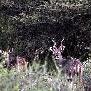 Lesser Kudu (Tragelaphus imberbis imberbis)
