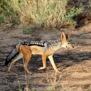 East African black-backed jackal (Canis mesomelas schmidti)