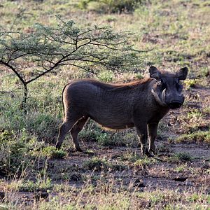 common warthog (Phacochoerus africanus)