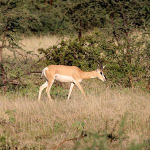 Soemmerring's gazelle (Nanger soemmerringii)