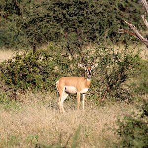Soemmerring's gazelle (Nanger soemmerringii)