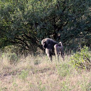 Hamadryas Baboon x Olive Baboon hybrid